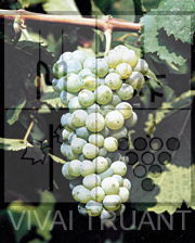 Foto di un grappolo d'uva di Riesling Renano GM 198-30